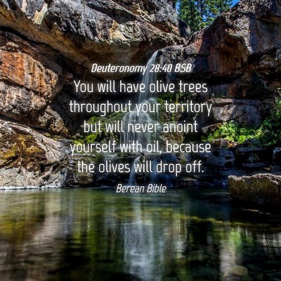 Picture 04 - Deuteronomy 28:40 BSB - You will have olive trees throughout your - Bible Verse Picture