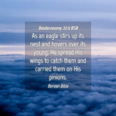 Picture 04 - Deuteronomy 32:11 BSB - As an eagle stirs up its nest and hovers over its - Bible Verse Picture