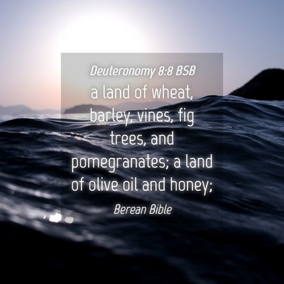 Picture 04 - Deuteronomy 8:8 BSB - a land of wheat, barley, vines, fig trees, and - Bible Verse Picture