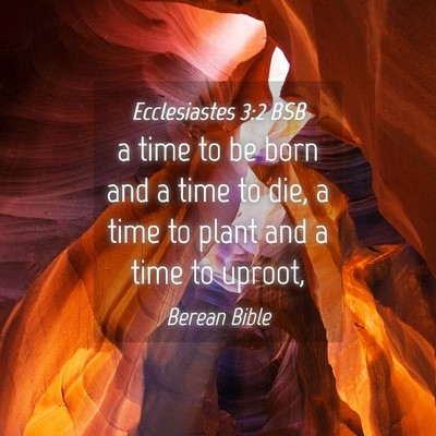 Picture 04 - Ecclesiastes 3:2 BSB - a time to be born and a time to die, a time to - Bible Verse Picture