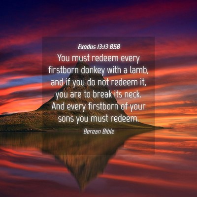Picture 04 - Exodus 13:13 BSB - You must redeem every firstborn donkey with a - Bible Verse Picture
