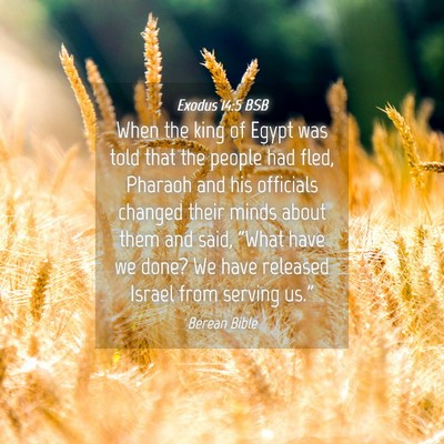 Picture 04 - Exodus 14:5 BSB - When the king of Egypt was told that the people - Bible Verse Picture