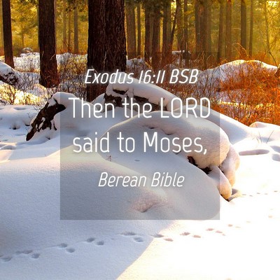 Picture 04 - Exodus 16:11 BSB - Then the LORD said to - Bible Verse Picture