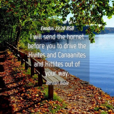 Picture 04 - Exodus 23:28 BSB - I will send the hornet before you to drive the - Bible Verse Picture