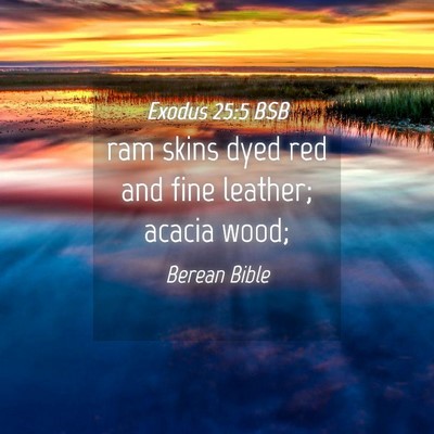 Picture 04 - Exodus 25:5 BSB - ram skins dyed red and fine leather; acacia - Bible Verse Picture