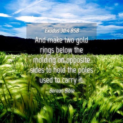 Picture 04 - Exodus 30:4 BSB - And make two gold rings below the molding on - Bible Verse Picture