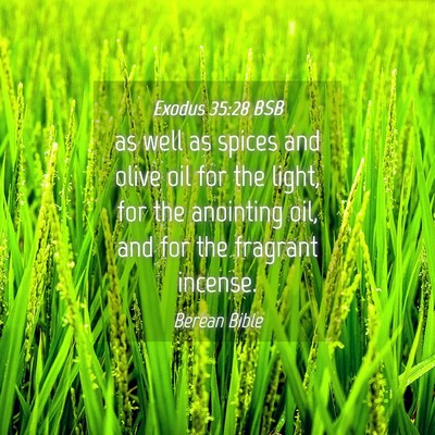 Picture 04 - Exodus 35:28 BSB - as well as spices and olive oil for the light, - Bible Verse Picture