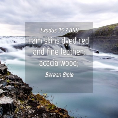 Picture 04 - Exodus 35:7 BSB - ram skins dyed red and fine leather; acacia - Bible Verse Picture