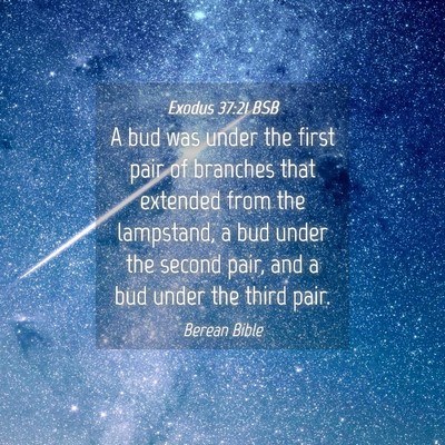 Picture 04 - Exodus 37:21 BSB - A bud was under the first pair of branches that - Bible Verse Picture