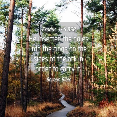 Picture 04 - Exodus 37:5 BSB - He inserted the poles into the rings on the sides - Bible Verse Picture