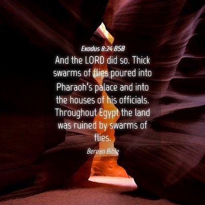 Picture 04 - Exodus 8:24 BSB - And the LORD did so. Thick swarms of flies poured - Bible Verse Picture