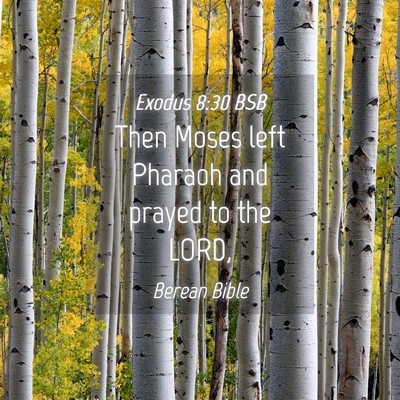 Picture 04 - Exodus 8:30 BSB - Then Moses left Pharaoh and prayed to the - Bible Verse Picture
