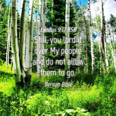 Picture 04 - Exodus 9:17 BSB - Still, you lord it over My people and do not - Bible Verse Picture