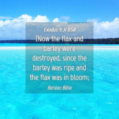 Picture 04 - Exodus 9:31 BSB - (Now the flax and barley were destroyed, since - Bible Verse Picture