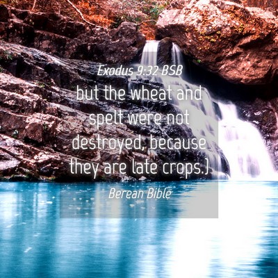 Picture 04 - Exodus 9:32 BSB - but the wheat and spelt were not destroyed, - Bible Verse Picture
