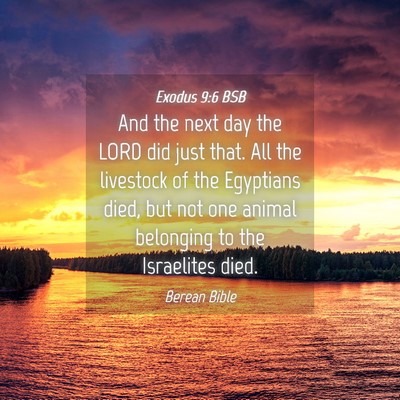 Picture 04 - Exodus 9:6 BSB - And the next day the LORD did just that. All the - Bible Verse Picture