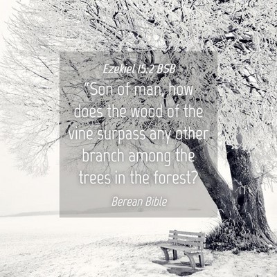 Picture 04 - Ezekiel 15:2 BSB - “Son of man, how does the wood of the vine - Bible Verse Picture