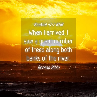 Picture 04 - Ezekiel 47:7 BSB - When I arrived, I saw a great number of trees - Bible Verse Picture