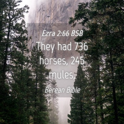 Picture 04 - Ezra 2:66 BSB - They had 736 horses, 245 - Bible Verse Picture