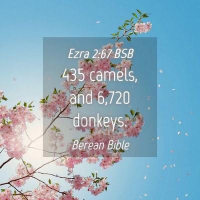 Picture 04 - Ezra 2:67 BSB - 435 camels, and 6,720 - Bible Verse Picture