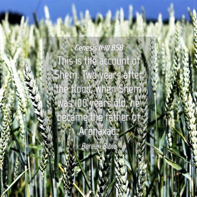 Picture 04 - Genesis 11:10 BSB - This is the account of Shem. Two years after the - Bible Verse Picture