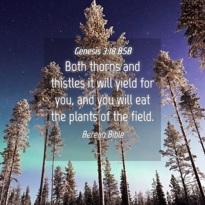Picture 04 - Genesis 3:18 BSB - Both thorns and thistles it will yield for you, - Bible Verse Picture