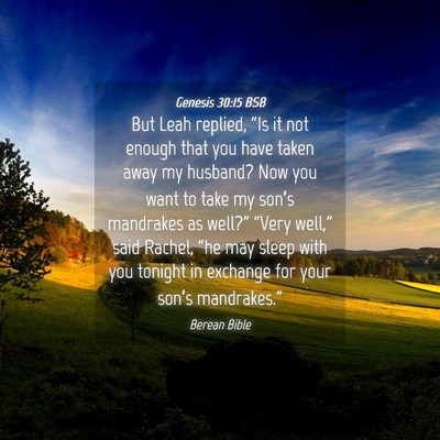 Picture 04 - Genesis 30:15 BSB - But Leah replied, “Is it not enough that you - Bible Verse Picture