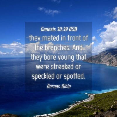 Picture 04 - Genesis 30:39 BSB - they mated in front of the branches. And they - Bible Verse Picture