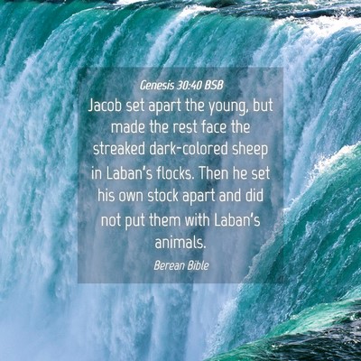 Picture 04 - Genesis 30:40 BSB - Jacob set apart the young, but made the rest face - Bible Verse Picture