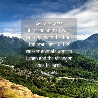 Picture 04 - Genesis 30:42 BSB - But if the animals were weak, he did not set out - Bible Verse Picture