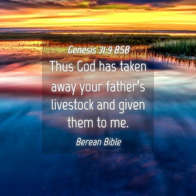 Picture 04 - Genesis 31:9 BSB - Thus God has taken away your father’s livestock - Bible Verse Picture