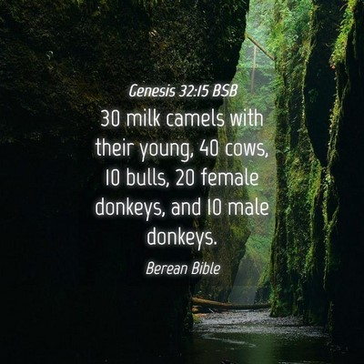 Picture 04 - Genesis 32:15 BSB - 30 milk camels with their young, 40 cows, 10 - Bible Verse Picture
