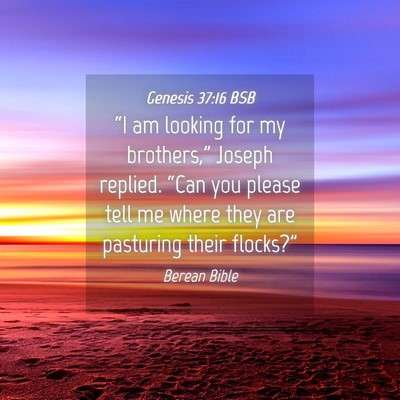 Picture 04 - Genesis 37:16 BSB - “I am looking for my brothers,” Joseph - Bible Verse Picture
