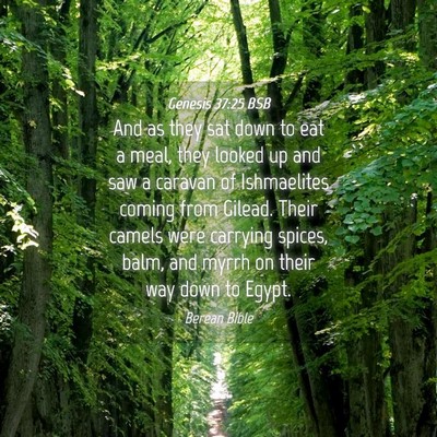 Picture 04 - Genesis 37:25 BSB - And as they sat down to eat a meal, they looked - Bible Verse Picture
