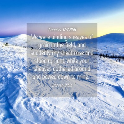 Picture 04 - Genesis 37:7 BSB - We were binding sheaves of grain in the field, - Bible Verse Picture