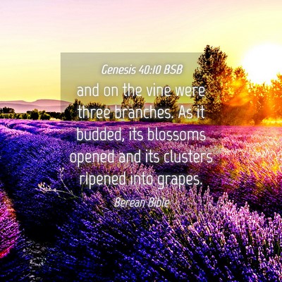 Picture 04 - Genesis 40:10 BSB - and on the vine were three branches. As it - Bible Verse Picture