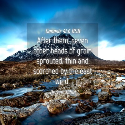 Picture 04 - Genesis 41:6 BSB - After them, seven other heads of grain sprouted, - Bible Verse Picture