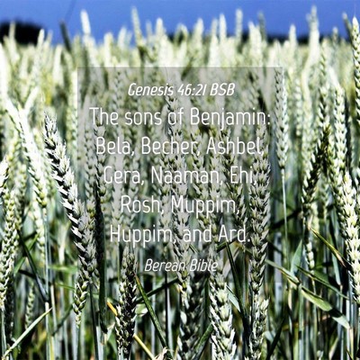 Picture 04 - Genesis 46:21 BSB - The sons of Benjamin: Bela, Becher, Ashbel, Gera, - Bible Verse Picture