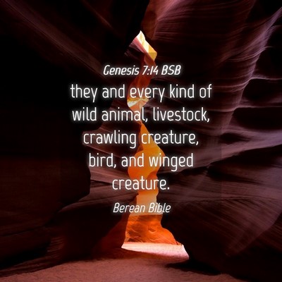 Picture 04 - Genesis 7:14 BSB - they and every kind of wild animal, livestock, - Bible Verse Picture