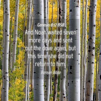 Picture 04 - Genesis 8:12 BSB - And Noah waited seven more days and sent out the - Bible Verse Picture