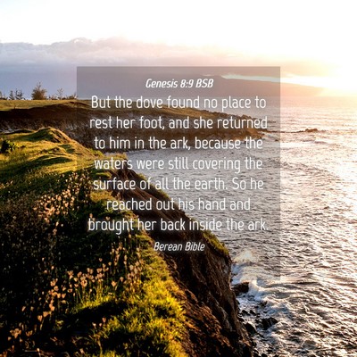Picture 04 - Genesis 8:9 BSB - But the dove found no place to rest her foot, and - Bible Verse Picture