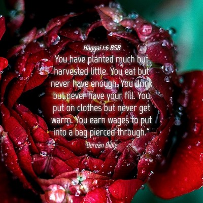Picture 04 - Haggai 1:6 BSB - You have planted much but harvested little. You - Bible Verse Picture