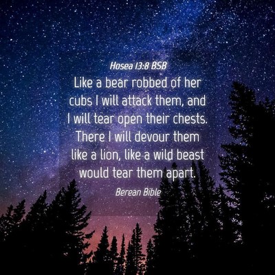 Picture 04 - Hosea 13:8 BSB - Like a bear robbed of her cubs I will attack - Bible Verse Picture