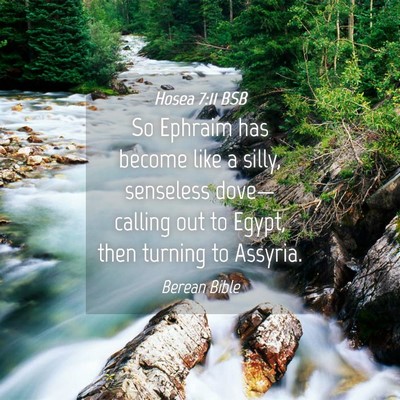 Picture 04 - Hosea 7:11 BSB - So Ephraim has become like a silly, senseless - Bible Verse Picture