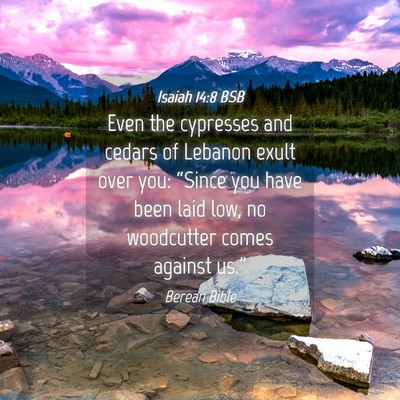 Picture 04 - Isaiah 14:8 BSB - Even the cypresses and cedars of Lebanon exult - Bible Verse Picture