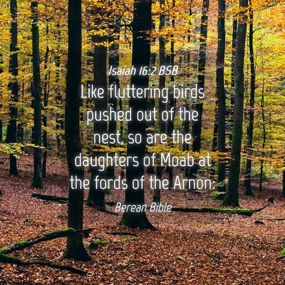 Picture 04 - Isaiah 16:2 BSB - Like fluttering birds pushed out of the nest, so - Bible Verse Picture
