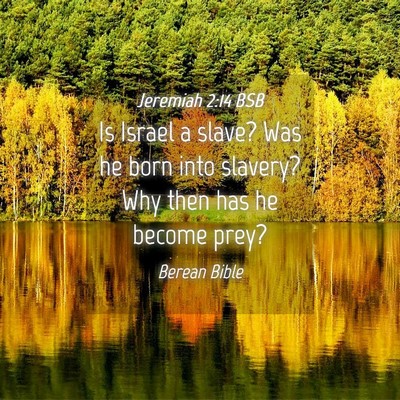 Picture 04 - Jeremiah 2:14 BSB - Is Israel a slave? Was he born into slavery? Why - Bible Verse Picture