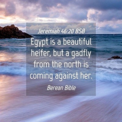 Picture 04 - Jeremiah 46:20 BSB - Egypt is a beautiful heifer, but a gadfly from - Bible Verse Picture