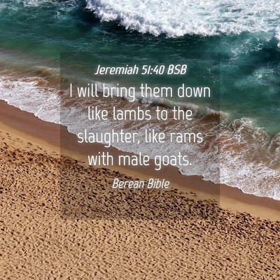 Picture 04 - Jeremiah 51:40 BSB - I will bring them down like lambs to the - Bible Verse Picture