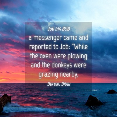 Picture 04 - Job 1:14 BSB - a messenger came and reported to Job: “While - Bible Verse Picture